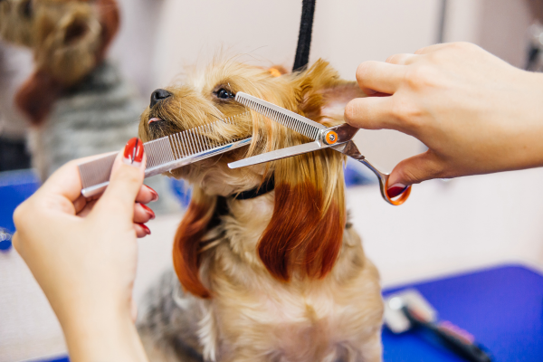 Profesionální grooming psa 